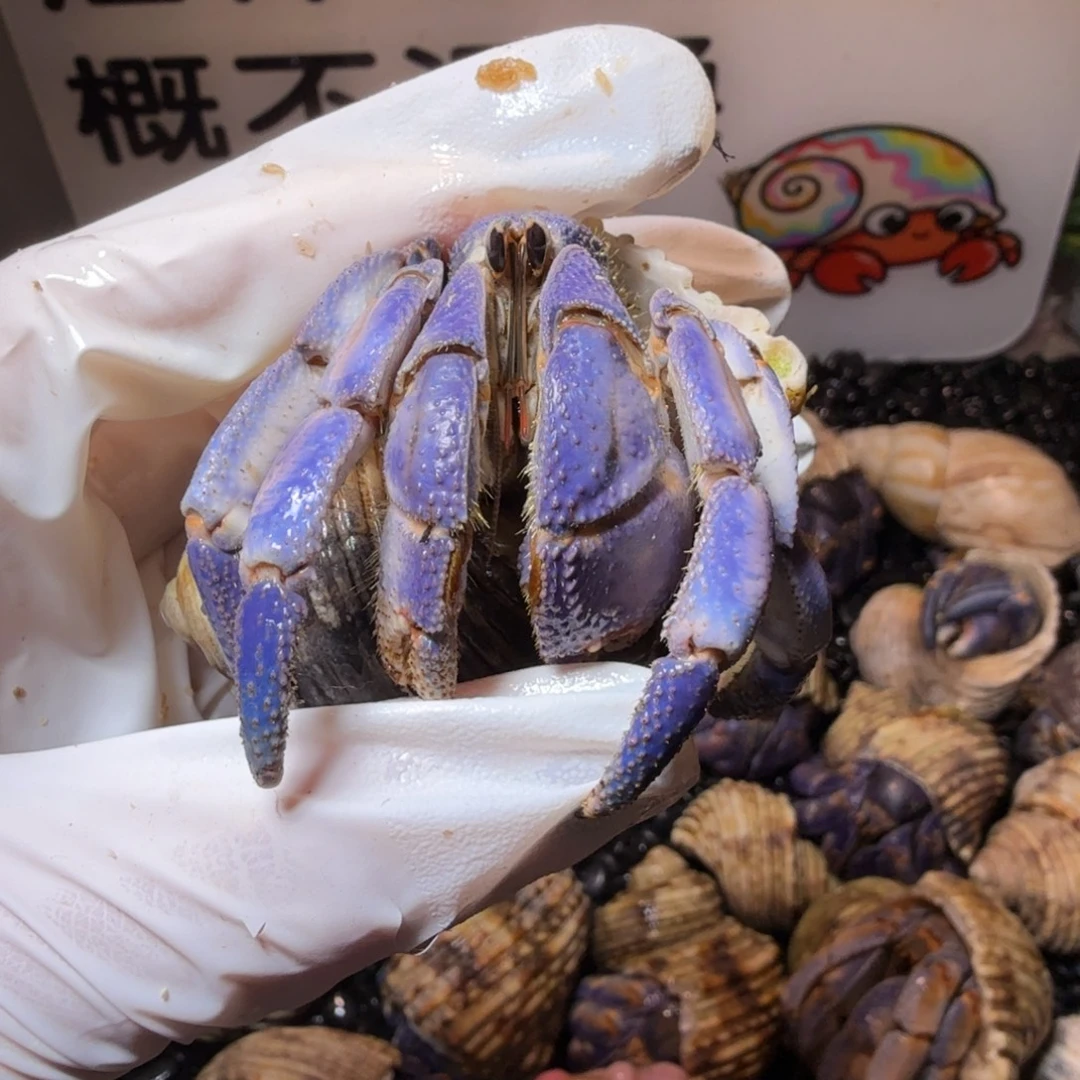 3.3口通体蓝 紫陆