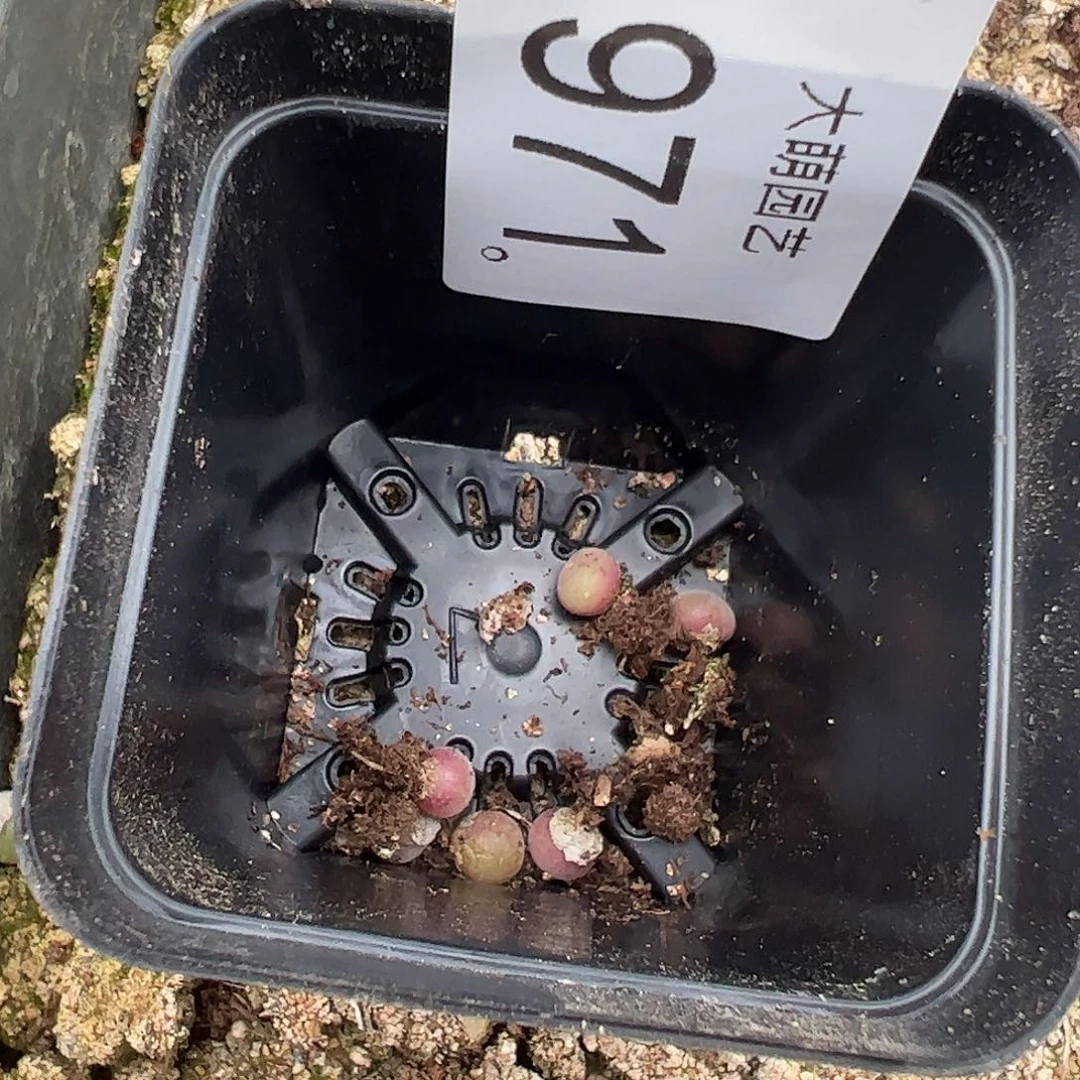 量拍以下1颗空蝉。    971