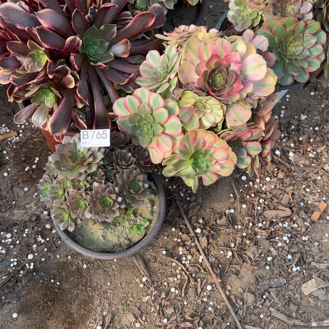 765五颗组合多肉植物