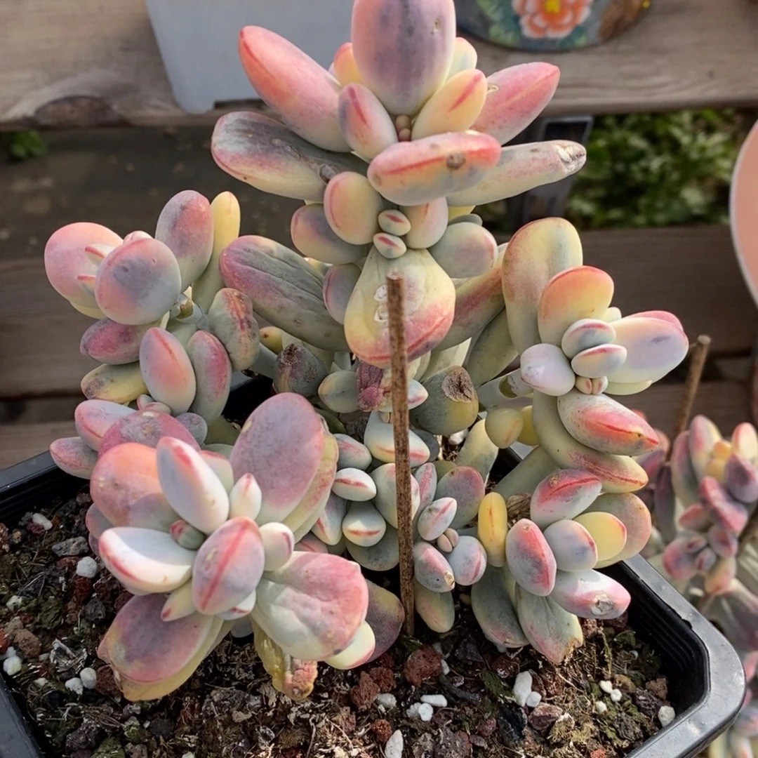 請福娘锦微瑕福利