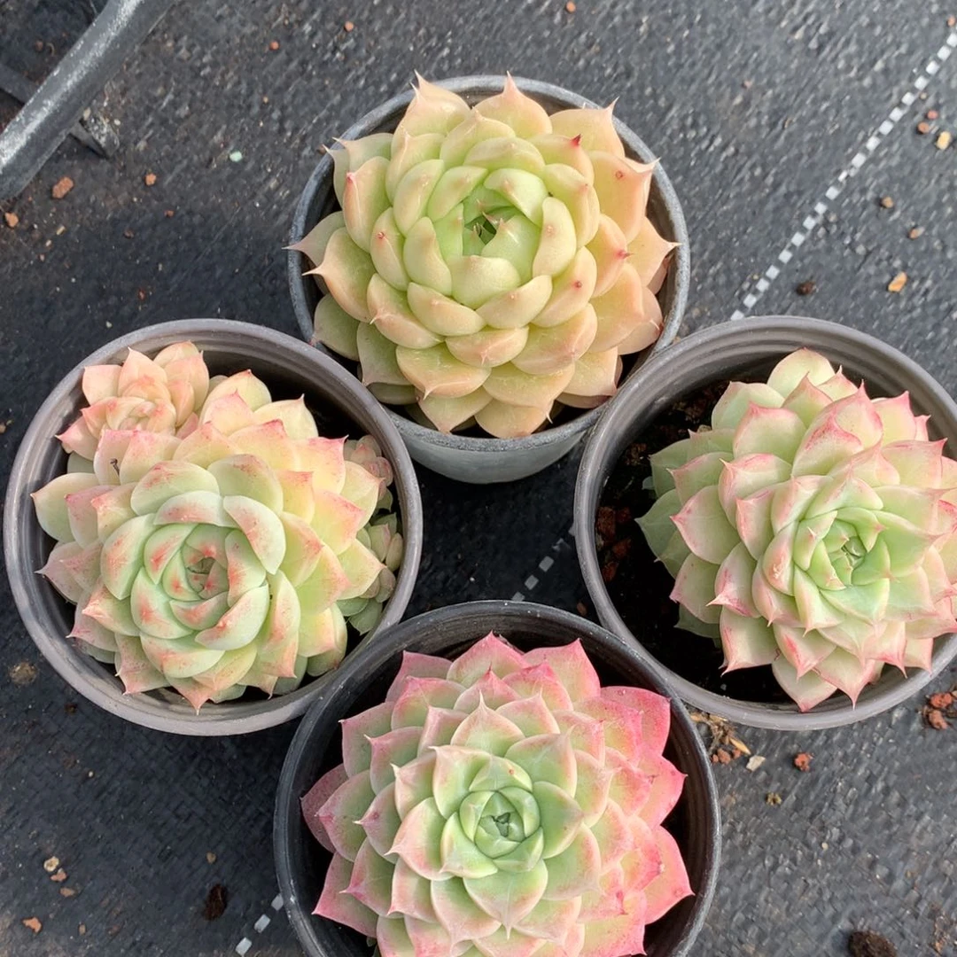 0130-106 麦杆优选4颗