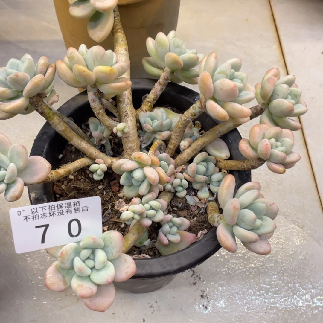 何*亭黑大帅多肉70洛神