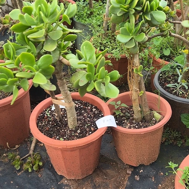 肖***多肉植物实物直播实物206