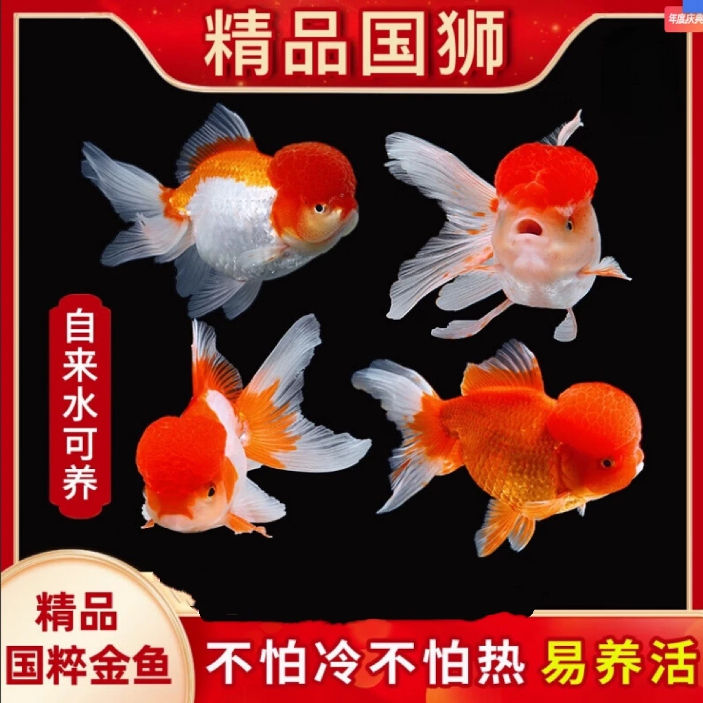 精品金鱼国狮顶红黑国师冷水鱼活体好养耐活