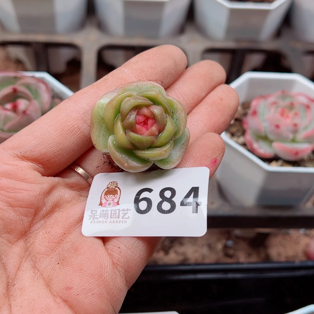 南***叶多肉植物多肉植物