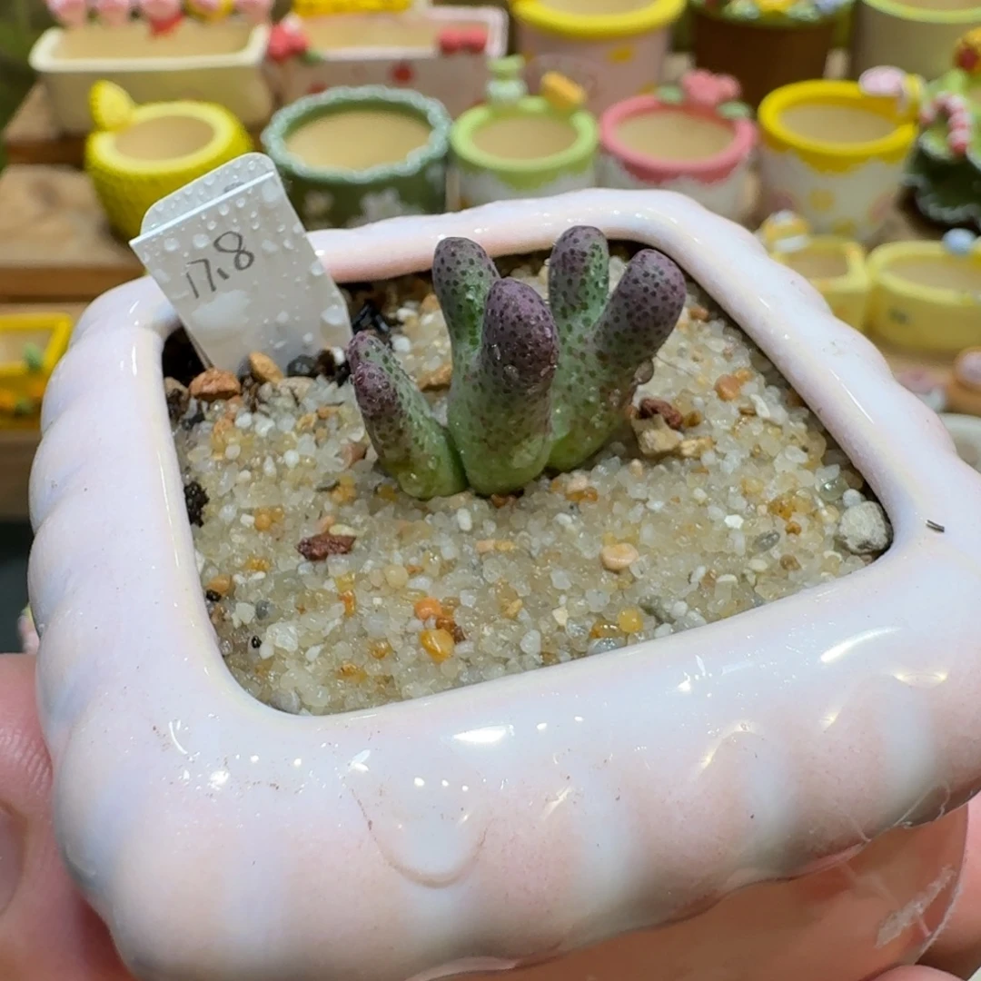 蘑菇1149一颗955d斑马