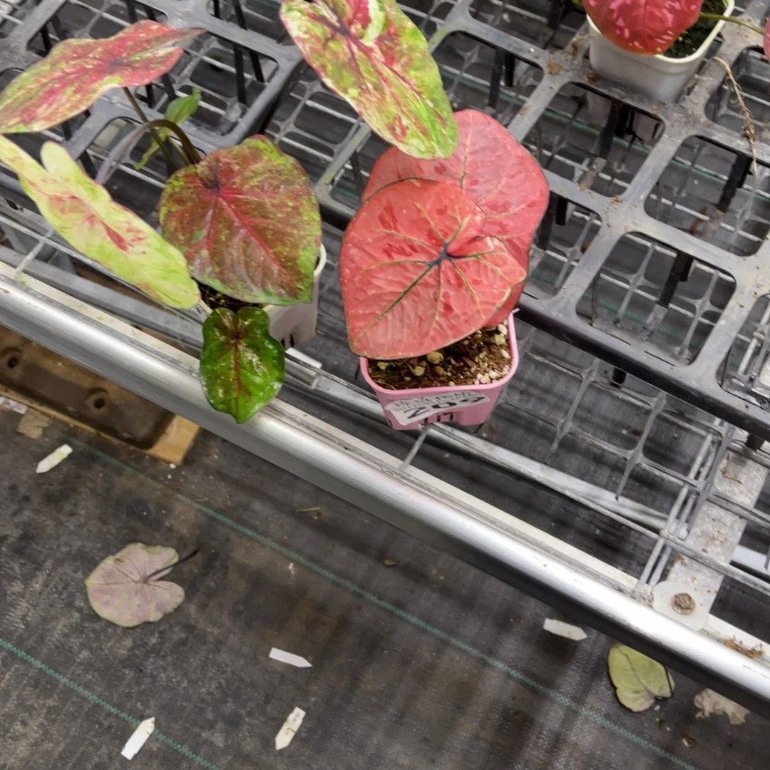 A***m无花朵          209.215泰彩不包售后