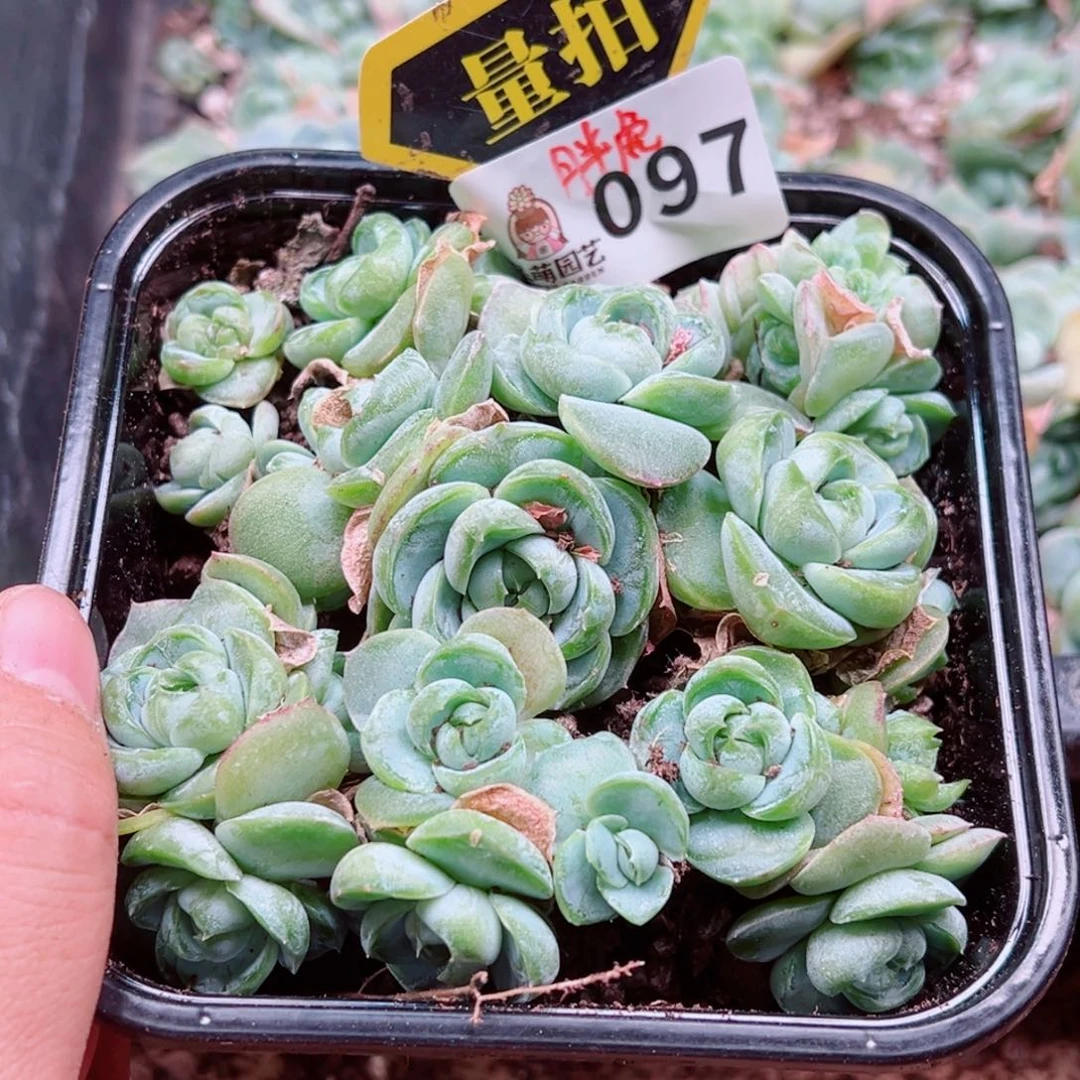 多肉植物多肉植物