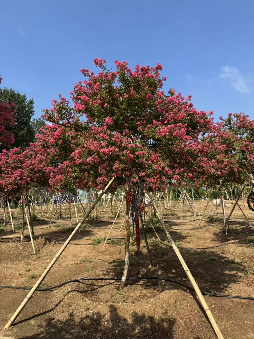 小叶紫薇沂蒙山品种庭院别墅植物北方可种好养（链接为定金）