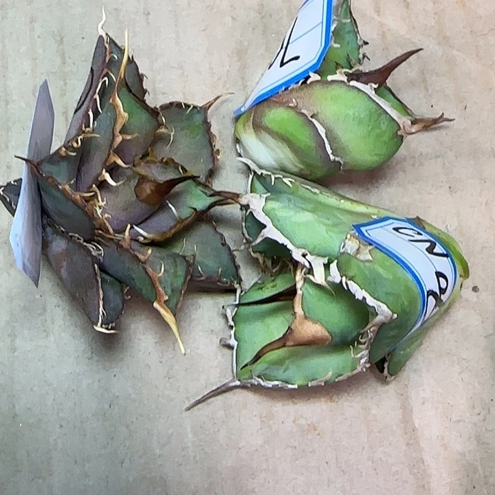 N***）龙舌兰仁王冠二代顶芽