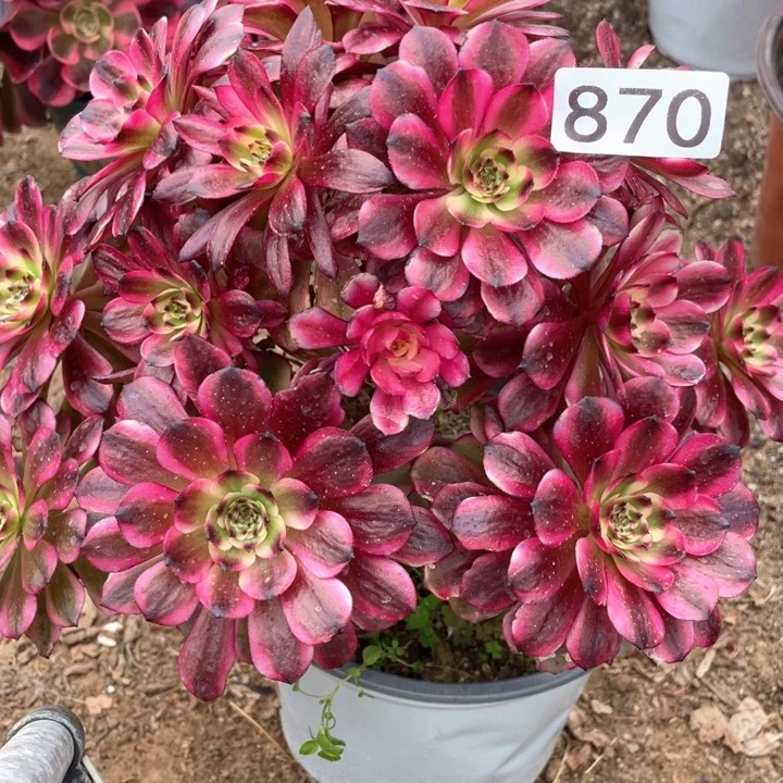 870多肉植物美姬