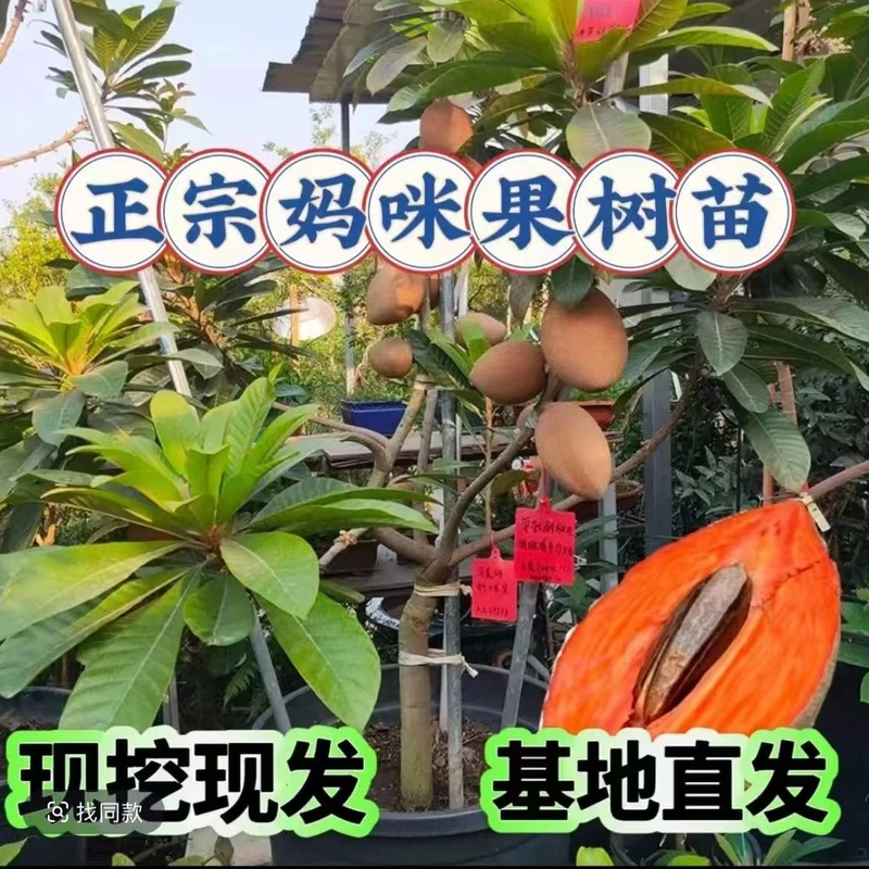 当年结果新品台湾马嘉纳麻美妈咪果树苗盆栽地栽阳台庭院四季种植