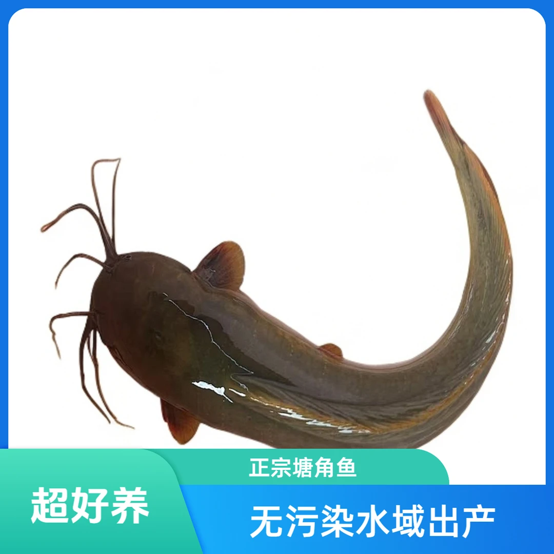 批发鯴塘角鱼南方大口鲶淡水养殖观赏鱼胡子鲶八须土鲶鱼原生鱼