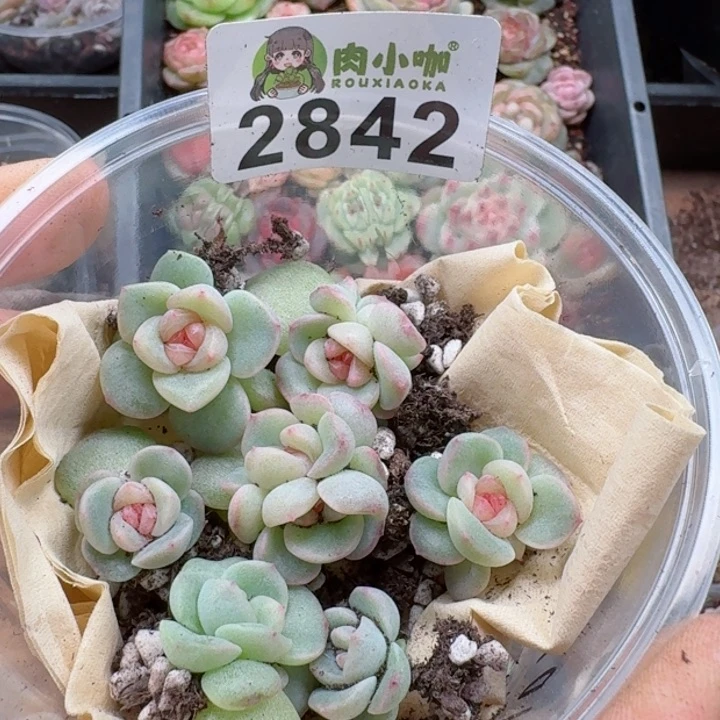 多肉植物多肉植物