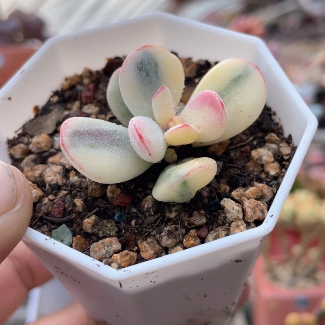 乒乓福娘锦6.6特价