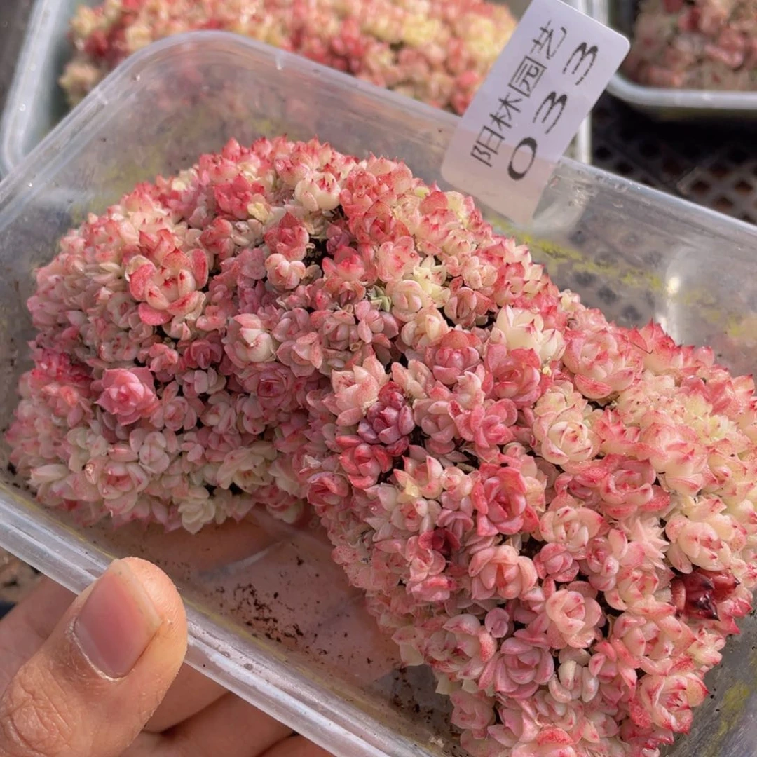 爱****?多肉植物多肉植物33