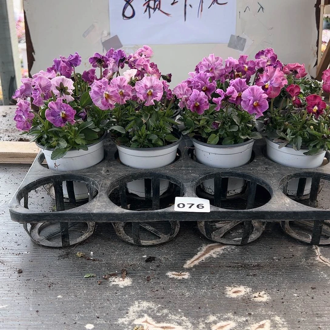 【闪购商品】076号