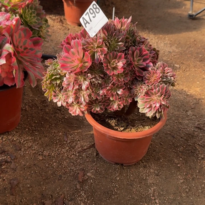 红陶南***?粉女巫缀798