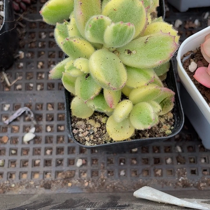 白熊2.8带盆土发