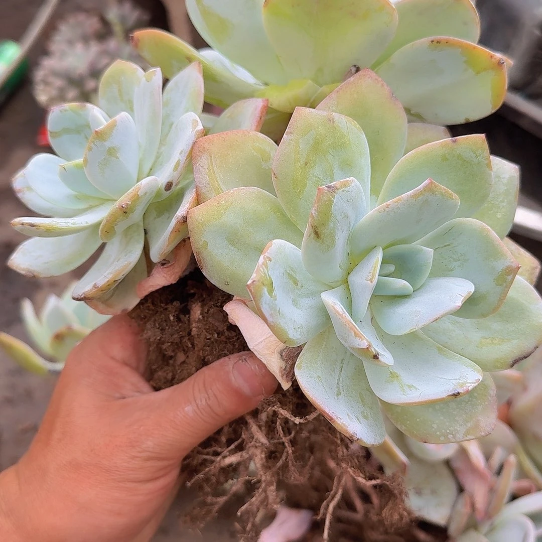 紫***儿545白粉一物一拍12345678
