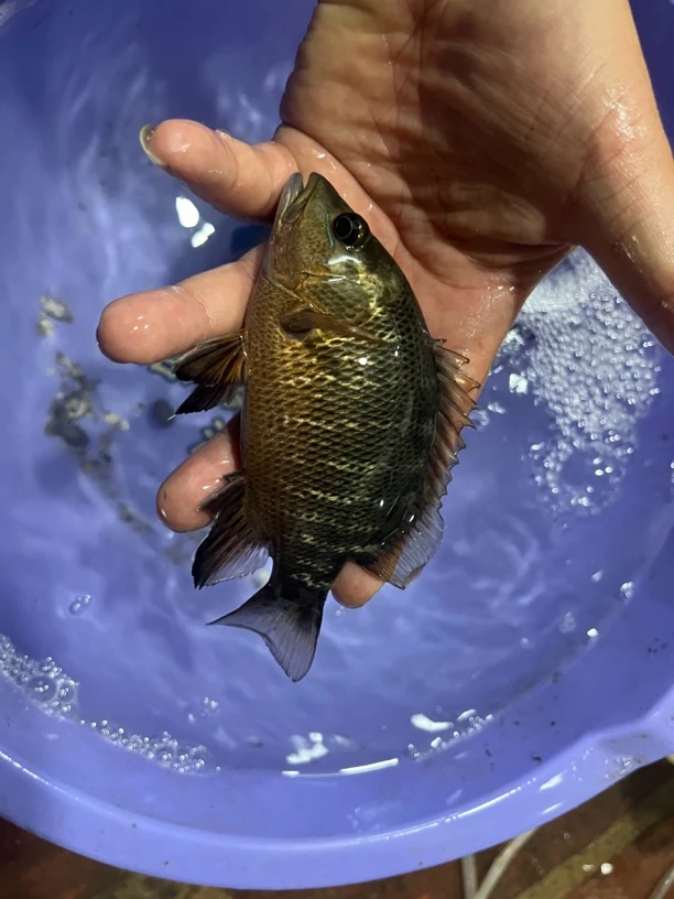 海水淡化紫红迪鲷又名红友鱼龙鱼搭配鱼凶猛广温鱼新手力荐