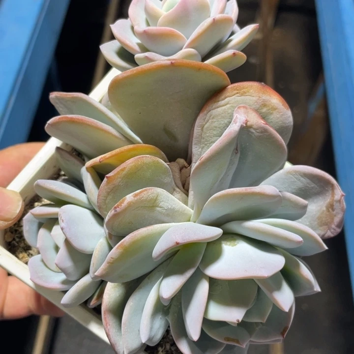 3头，韩版奶茶，满38包邮