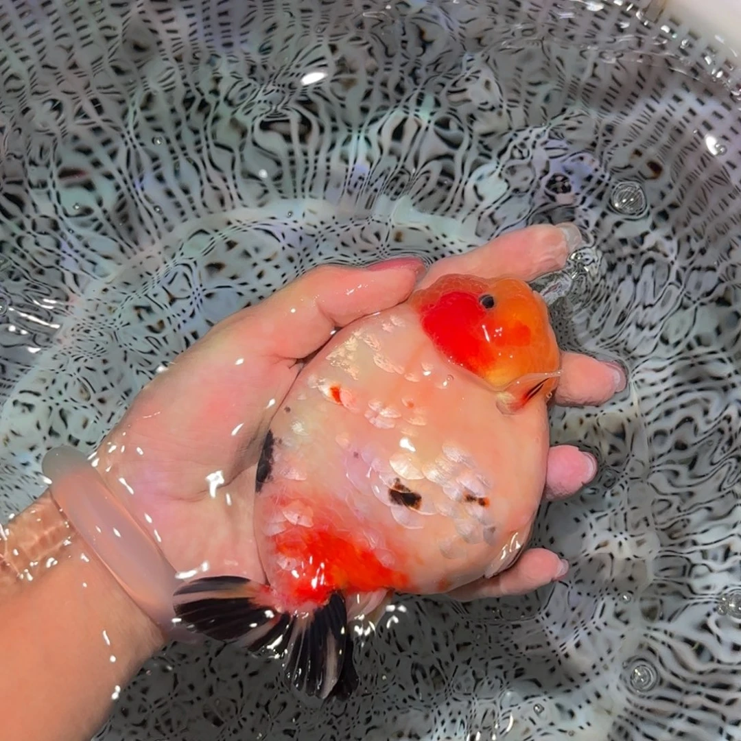 龙睛金鱼亚成兰寿兰寿
