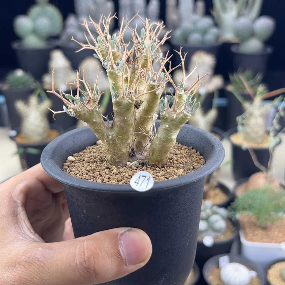 黑鬼殿厚敦菊一物一拍