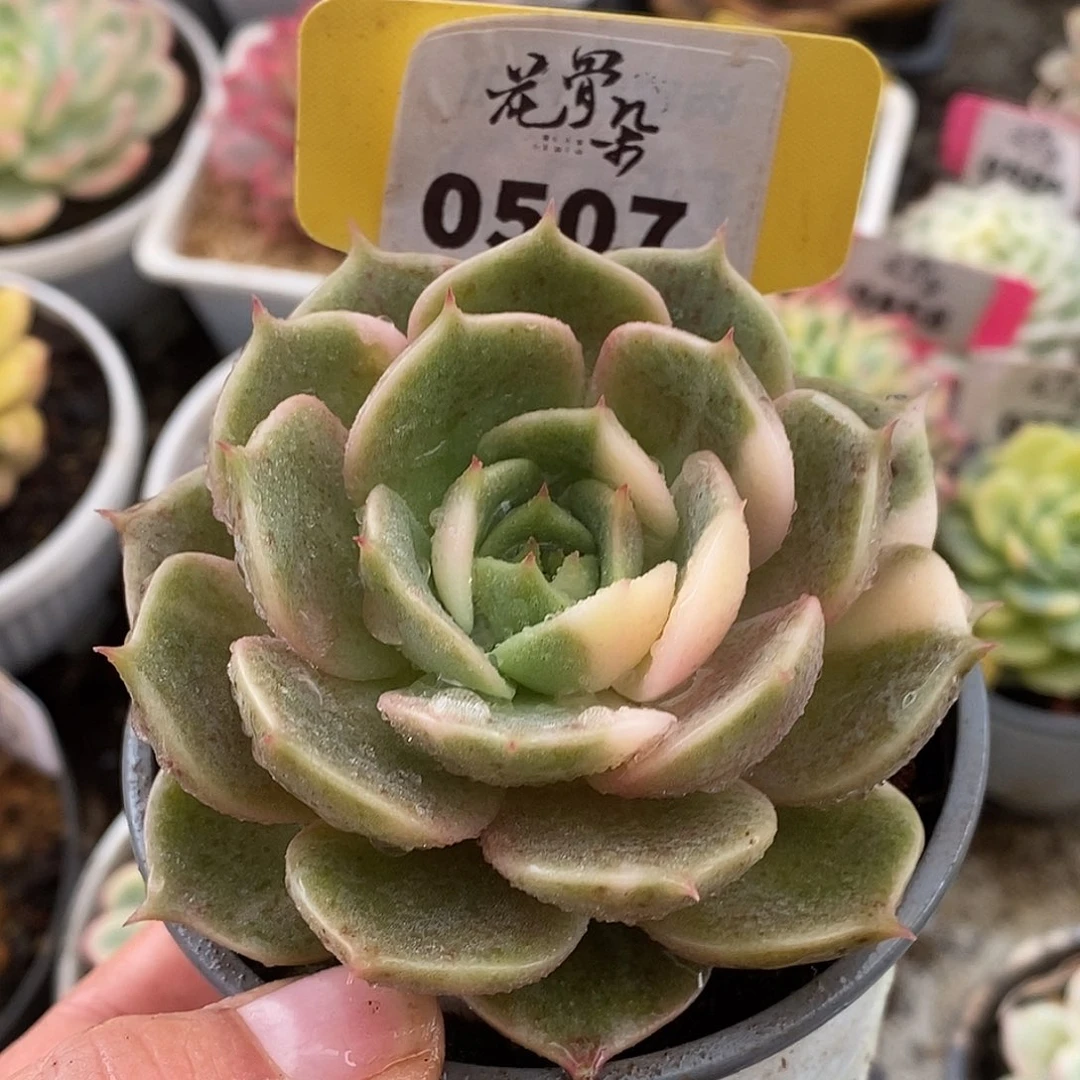 507贝加尔湖哈哈哈哈