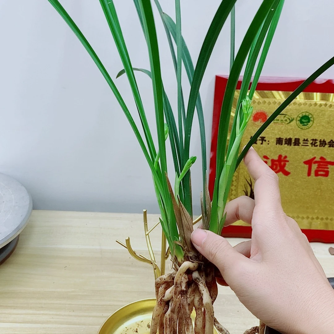 当前无花朵，栽培后可花朵