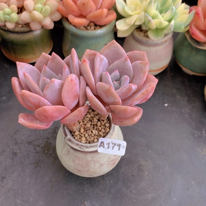 一物一拍含盆土满38包邮A171