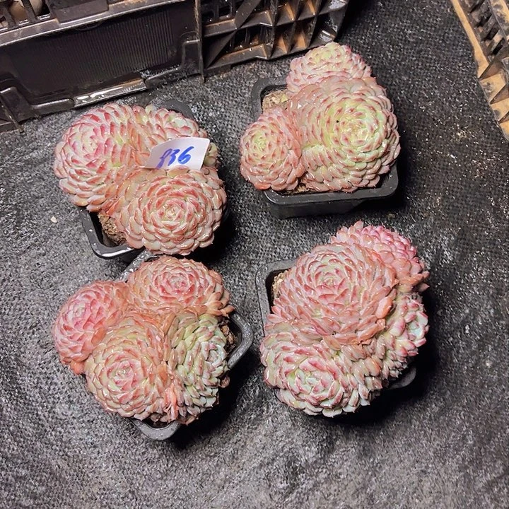 836//////////////////