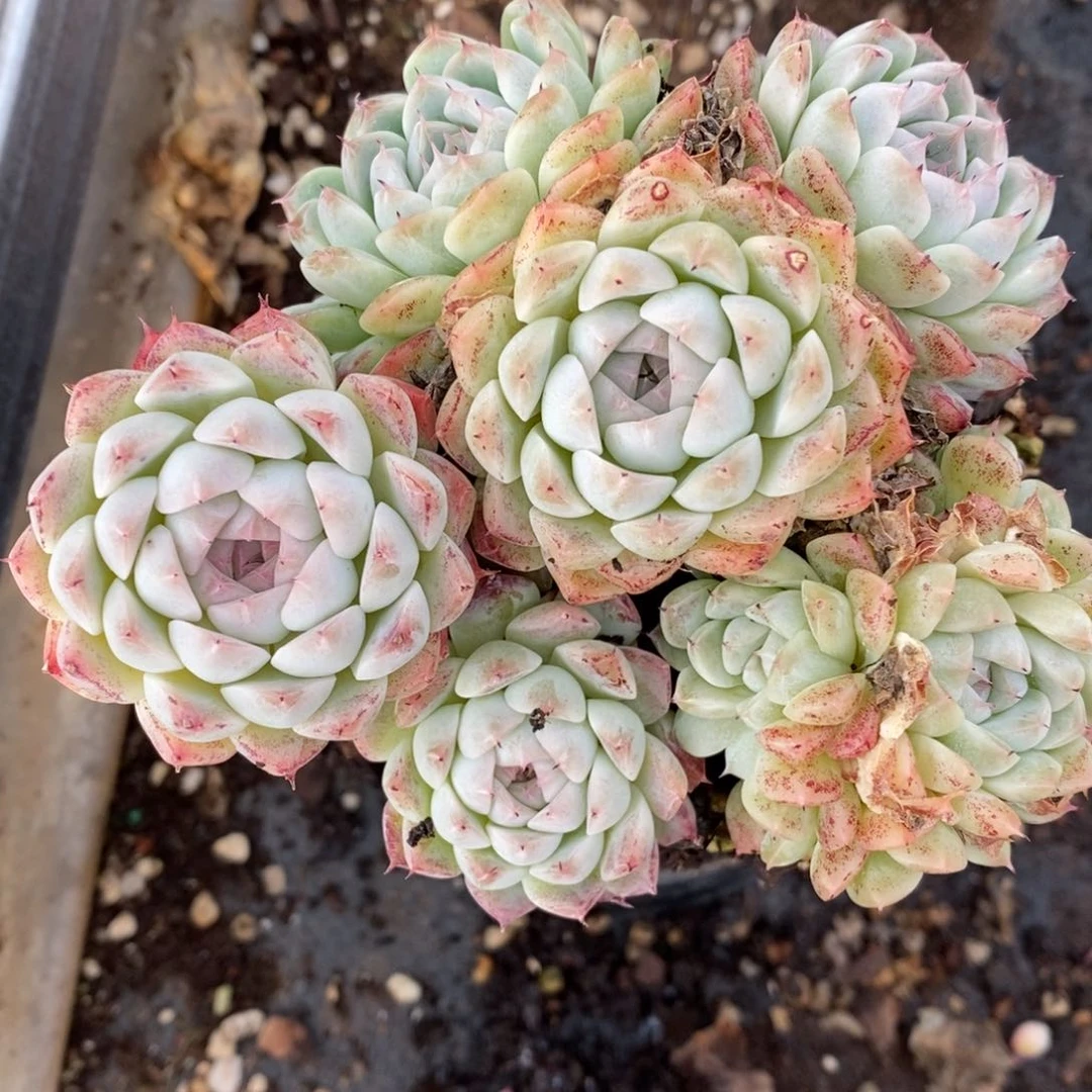 7217杂交多肉老桩