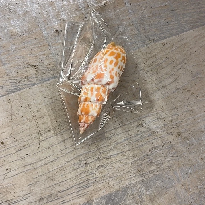 火***子天然海螺异性红牙笔螺