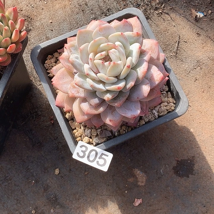 305橙子 一物一拍多肉