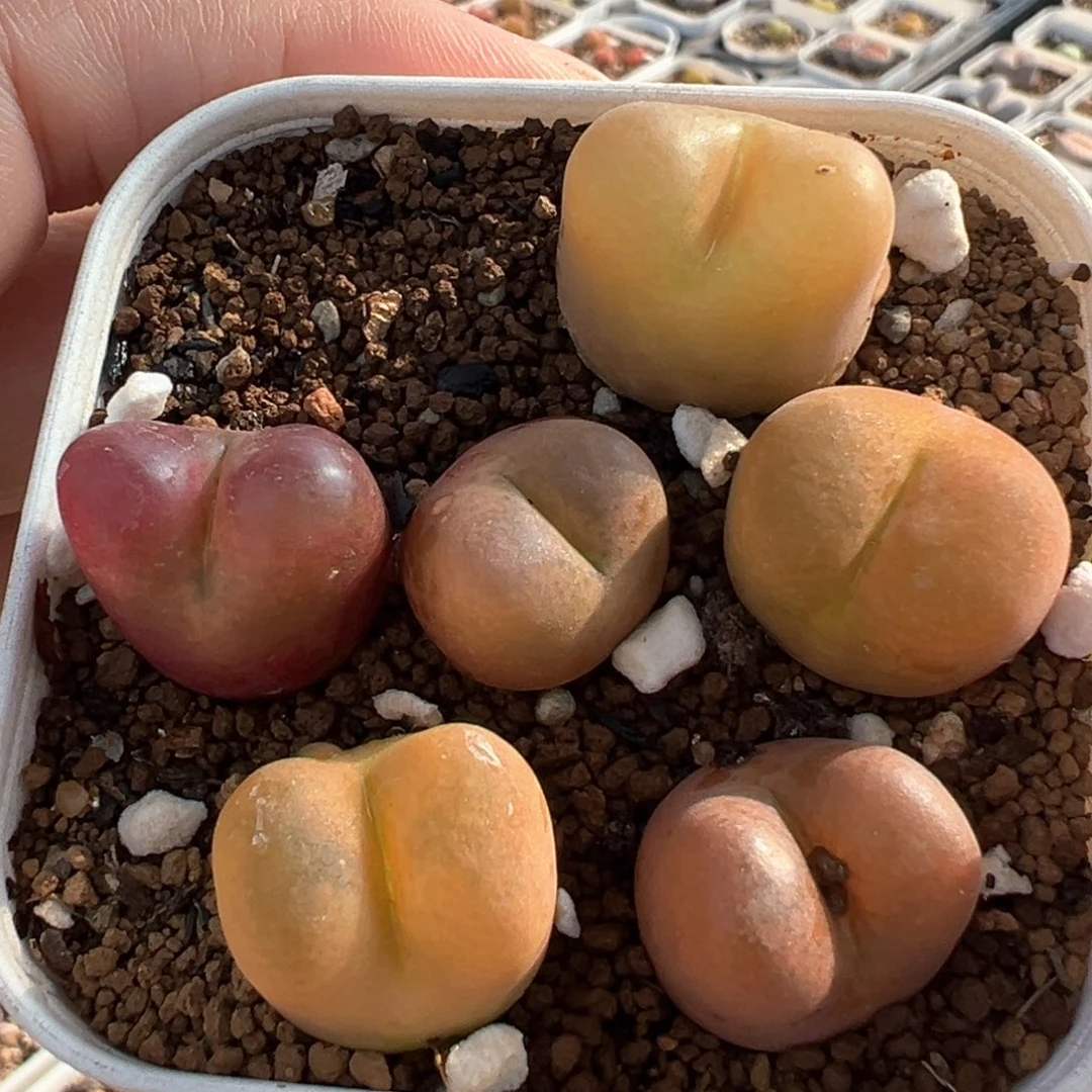 6棵母本组合多肉植物1