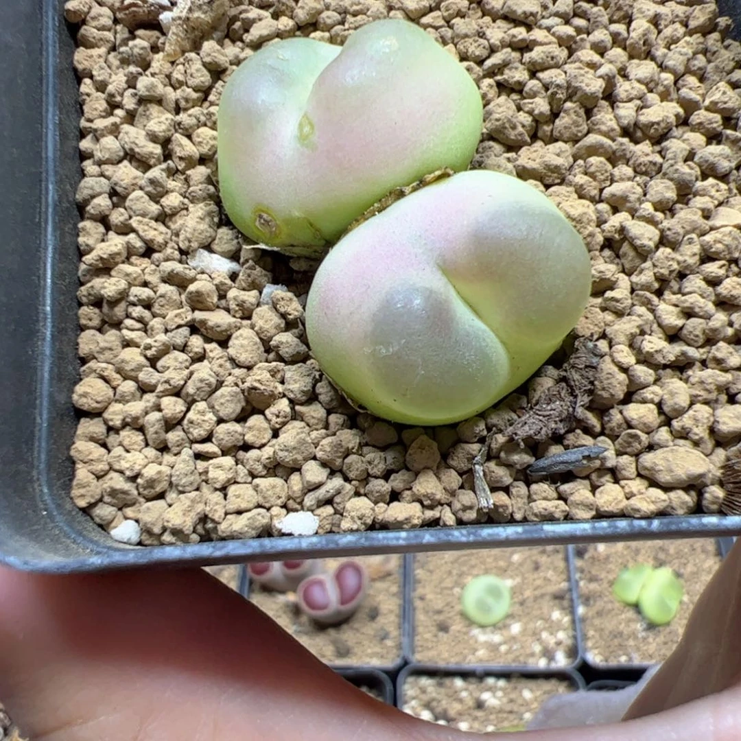 【闪购商品】11 带疤福利