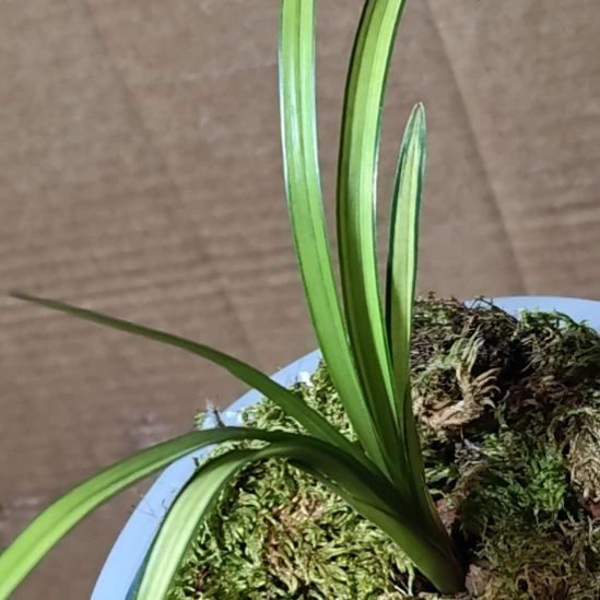 绿兰资源落斑中透