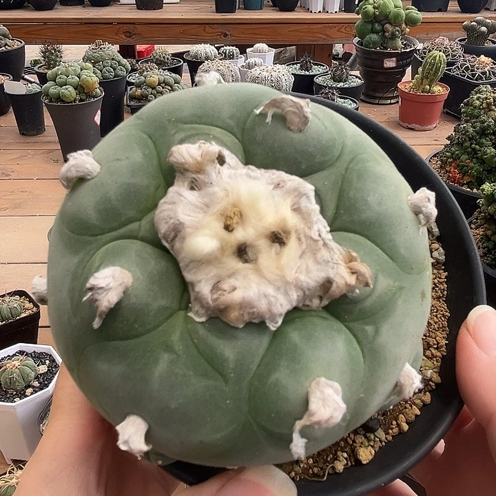 501实生根哈哈哈哈哈哈哈