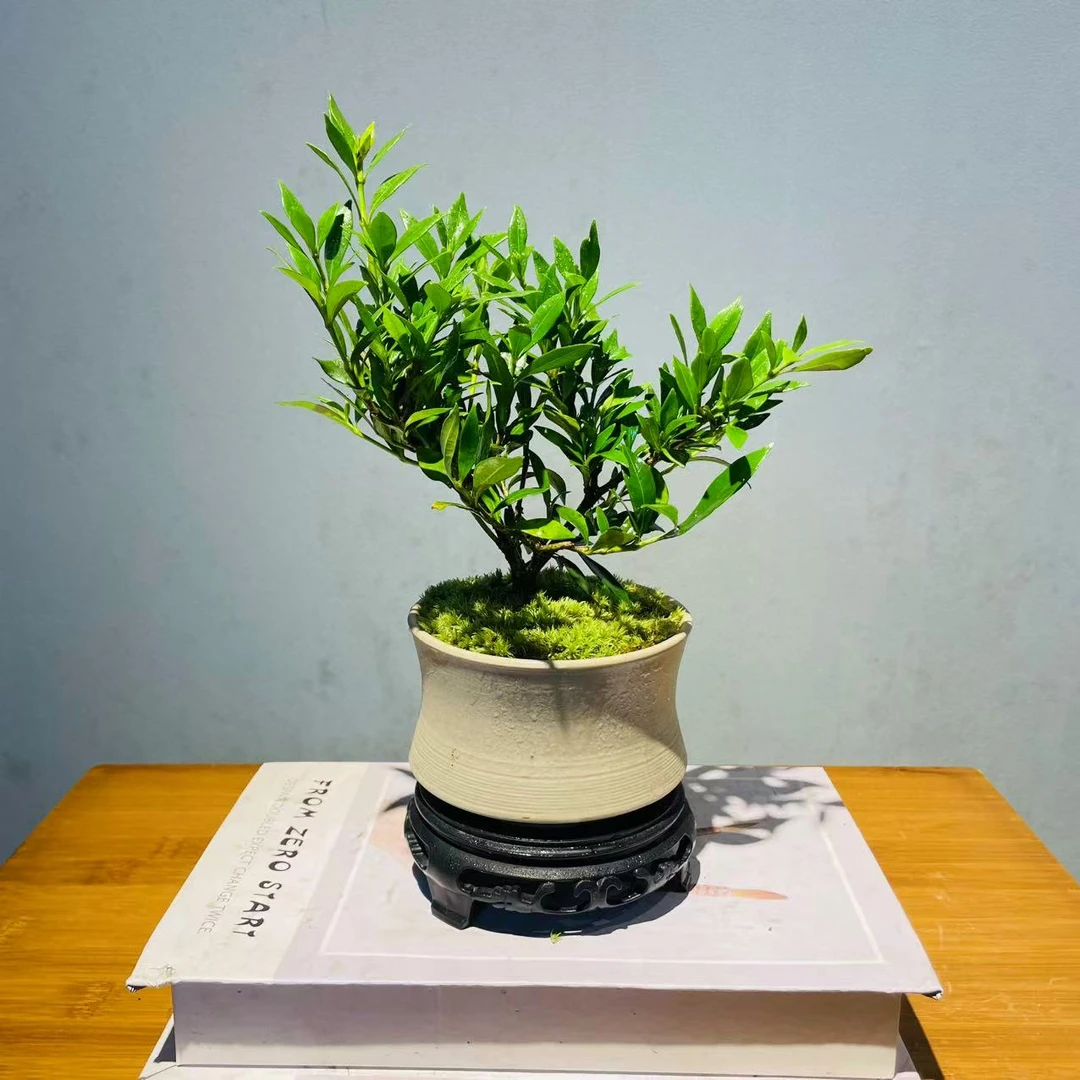 ZF素陶盆清玉栀子花