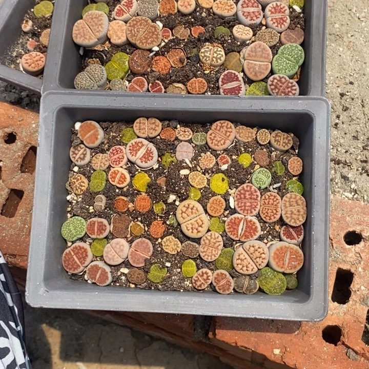 @*诺生石花等植物872
