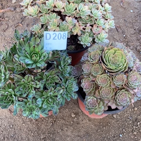 208三颗法师多肉植物