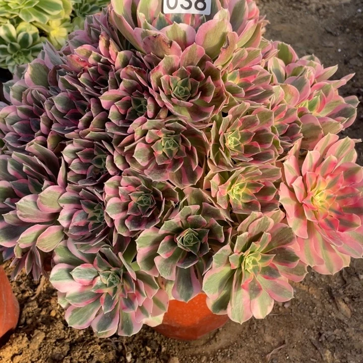 无花朵038多肉植物粉女郎