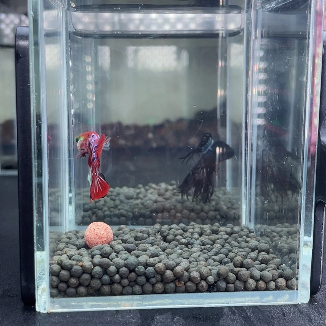 斗鱼32号913晚彩金