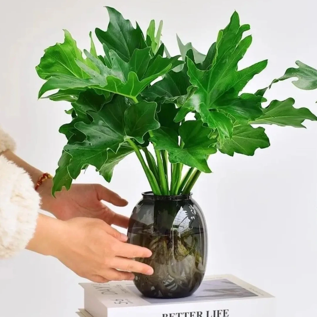 水培春羽盆栽LW室内桌面摆设四季常青可净化空气好养活