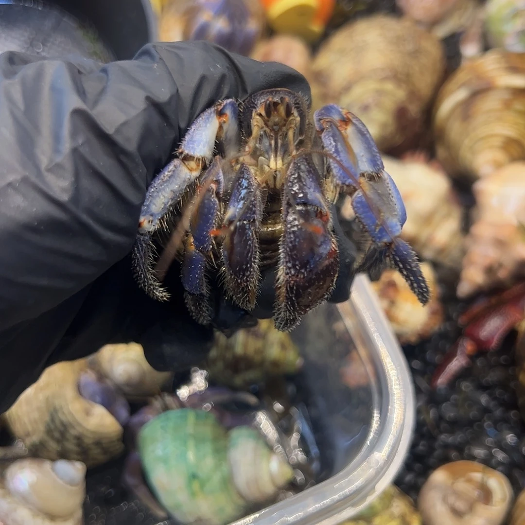 寄居蟹紫陆3口左右