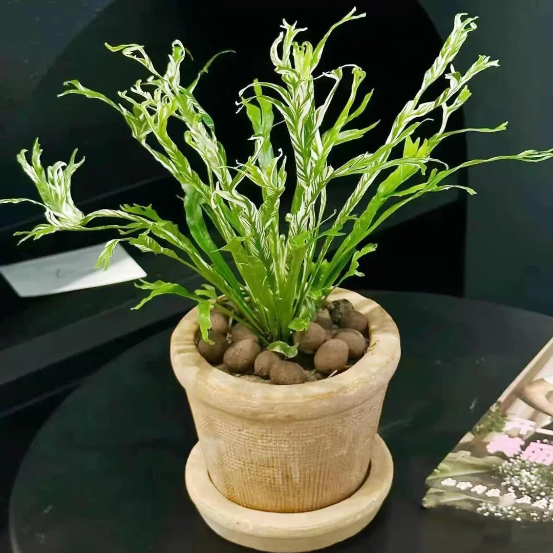 白月光白锦盆栽花叶鸟巢蕨植物ins风绿植室内蕨客客厅摆放发财树