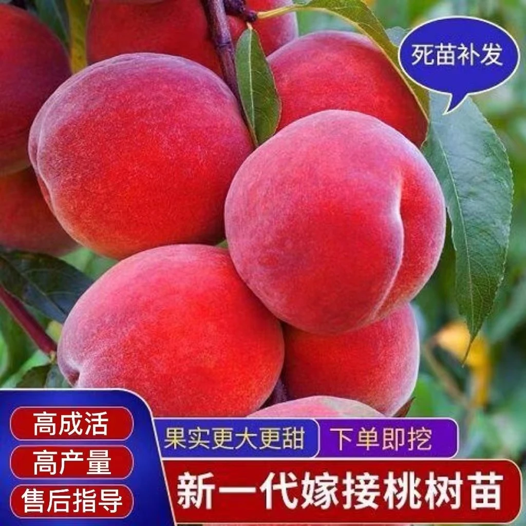 嫁接桃树耐寒耐涝南北方种植特大智利血桃盆栽地栽当年结果
