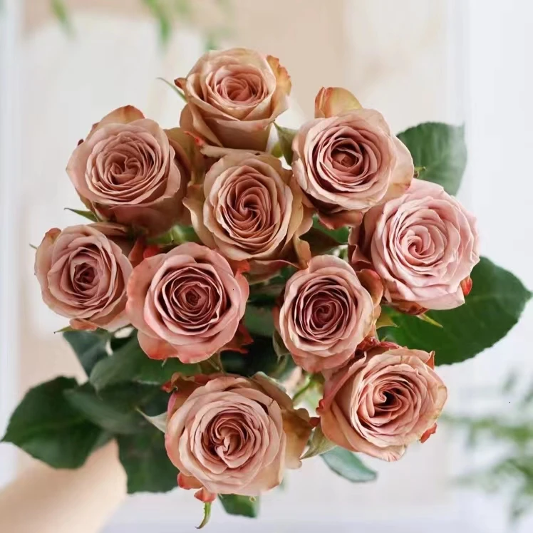 卡布奇诺单头玫瑰【2单顺丰或京东】云南鲜花室内水养真花