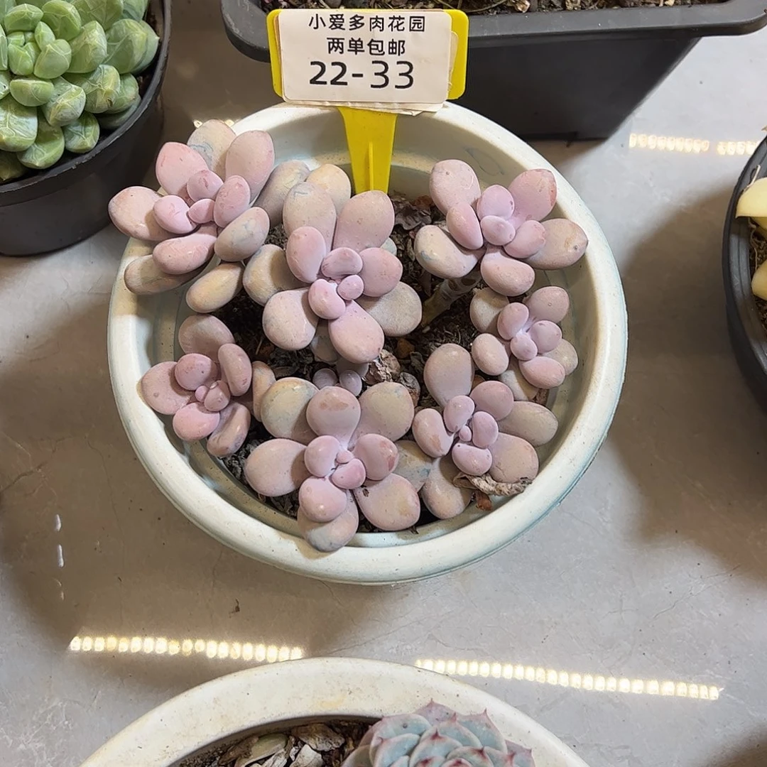 我***鱼多肉植物组合盆栽33